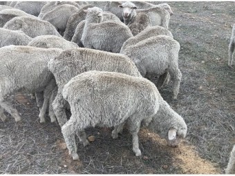 Merino ewes and wether lambs