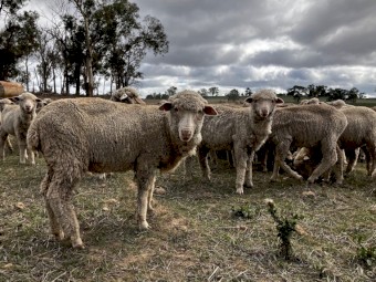 Merino ewes and wether lambs
