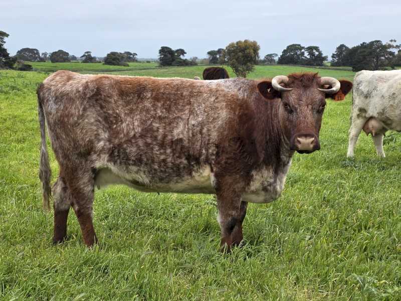 Dairy Shorthorn Registered Cattle PTIC x 4