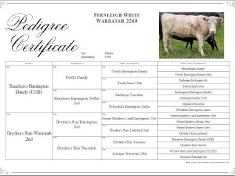 Dairy Shorthorn Registered Cattle PTIC x 4