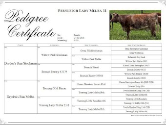 Dairy Shorthorn Registered Cattle PTIC x 4