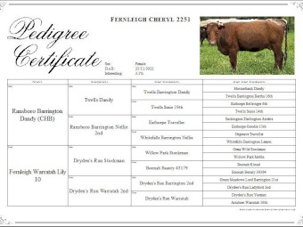 Dairy Shorthorn Registered Cattle PTIC x 4