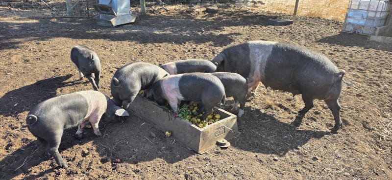 Wessex Saddleback Finishers