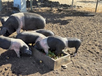 Wessex Saddleback Finishers