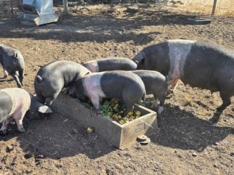 Wessex Saddleback Finishers