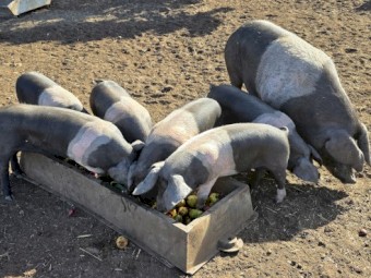 Wessex Saddleback Finishers