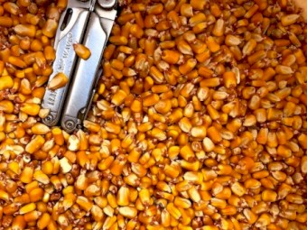 Feed Corn - Off The Header