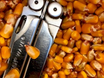 Feed Corn - Off The Header