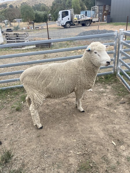 Breeding Ram (Composite)