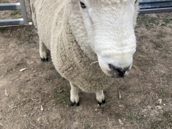 Breeding Ram (Composite)