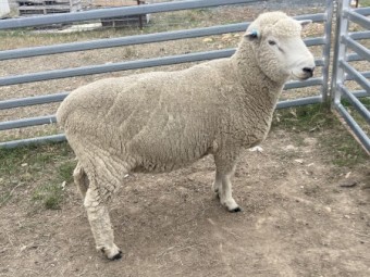 Breeding Ram ( composite)