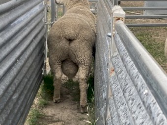 Breeding Ram (Composite)