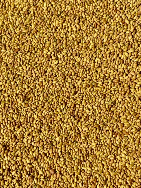 Lucerne Seed (New Season) 