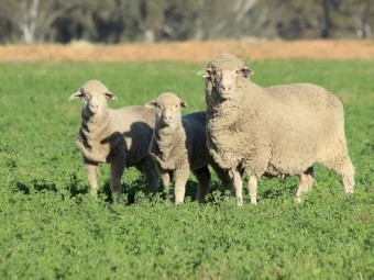 Lucerne Seed (New Season) 