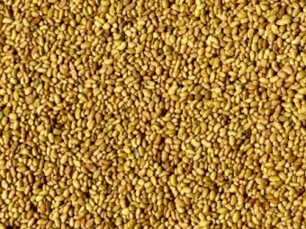 Lucerne Seed (New Season) 