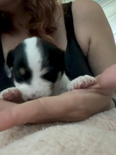 Jack Russell Puppies x 5