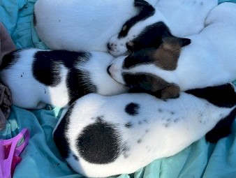 Jack Russell Puppies x 5