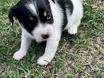 Jack Russell Puppies x 5