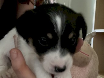 Jack Russell Puppies x 5