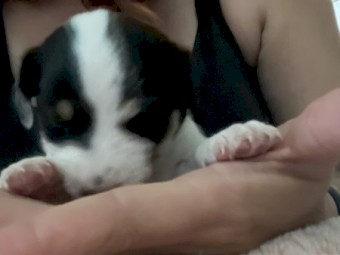 Jack Russell Puppies x 5