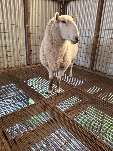 Border Leicester Ram 