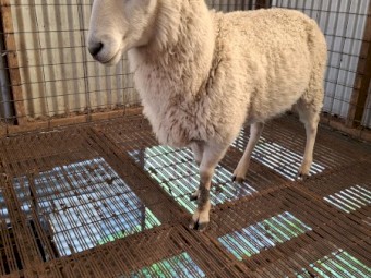 Border Leicester Ram 