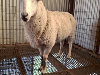 Border Leicester Ram 