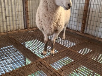 Border Leicester Ram 