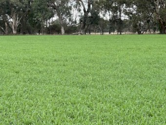 40mt Eurrabie Oats