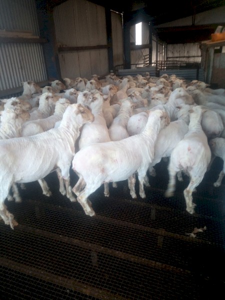170 Merino Ewes (Classed in Breeders) 4.8yr. To be SIL 22/04/2026
