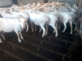 170 Merino Ewes (Classed in Breeders) 4.8yr. To be SIL 22/04/2026
