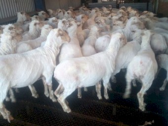 170 Merino Ewes (Classed in Breeders) 4.8yr. To be SIL 22/04/2026