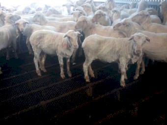 170 Merino Ewes (Classed in Breeders) 4.8yr. To be SIL 22/04/2026
