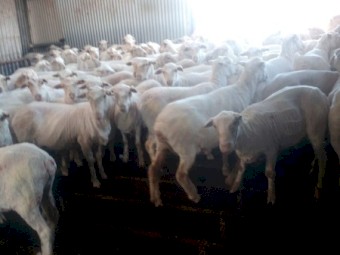 170 Merino Ewes (Classed in Breeders) 4.8yr. To be SIL 22/04/2026