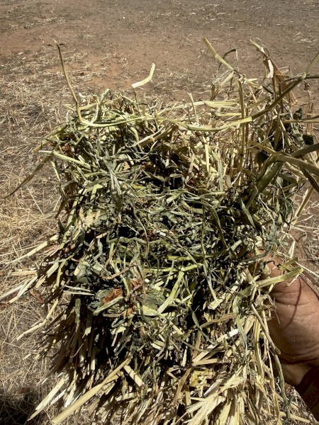 Clover and rye Hay 8x4x3 bales 