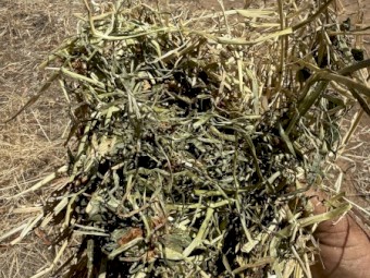 Clover and rye Hay 8x4x3 bales 