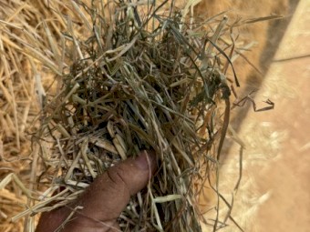 Clover and rye Hay 8x4x3 bales 