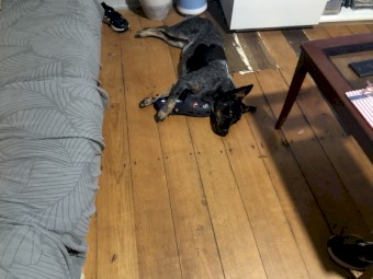 10 mth old cattle dog
