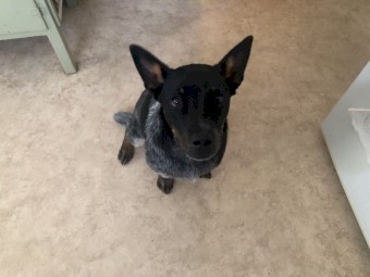 10 mth old cattle dog