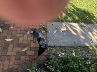 10 mth old cattle dog