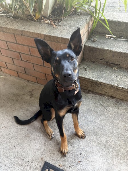 Black and Tan pure bred male kelpie