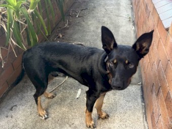Black and Tan pure bred male kelpie