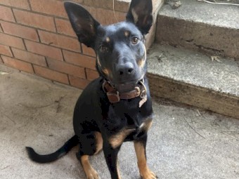 Black and Tan pure bred male kelpie