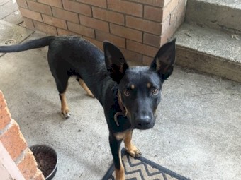 Black and Tan pure bred male kelpie
