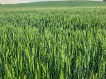 LIQUID FERTILISER - Commercial Grade