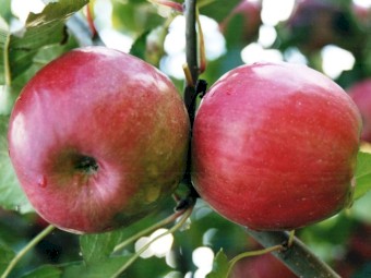 LIQUID FERTILISER - Commercial Grade