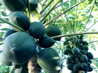 LIQUID FERTILISER - Commercial Grade