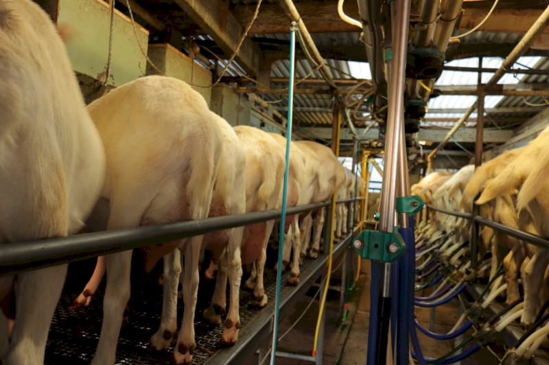 Dairy Goat Herd for Sale