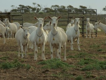 Dairy Goat Herd for Sale