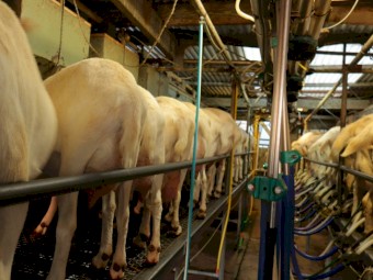 Dairy Goat Herd for Sale